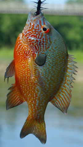 Sunfish caught in Sylamore Creek, AR