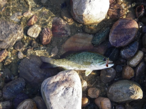 Picture of a smallmouth bass caught in Navajo Reservoir in New Mexico