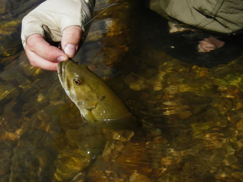 Picture of a Neosho strain smallmouth bass from Baron Fork Creek in Oklahoma