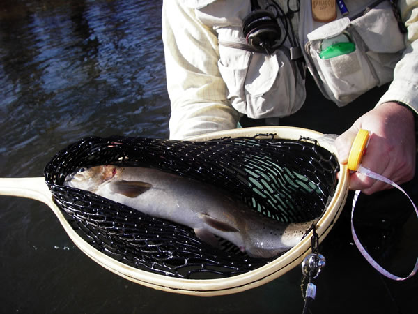 Mike with spring river bow